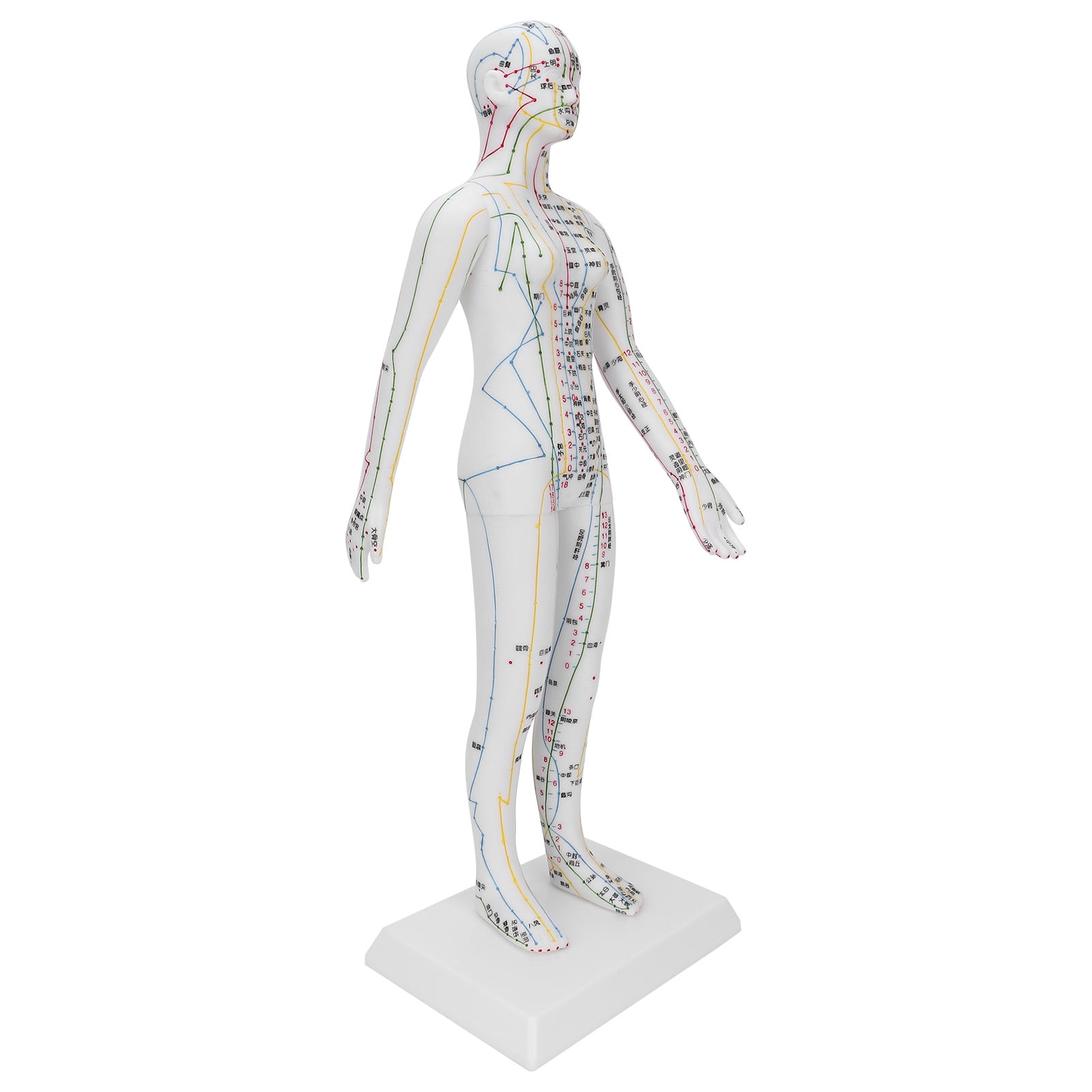 Human Acupuncture Model, Highdefinition Lettering Acupuncture