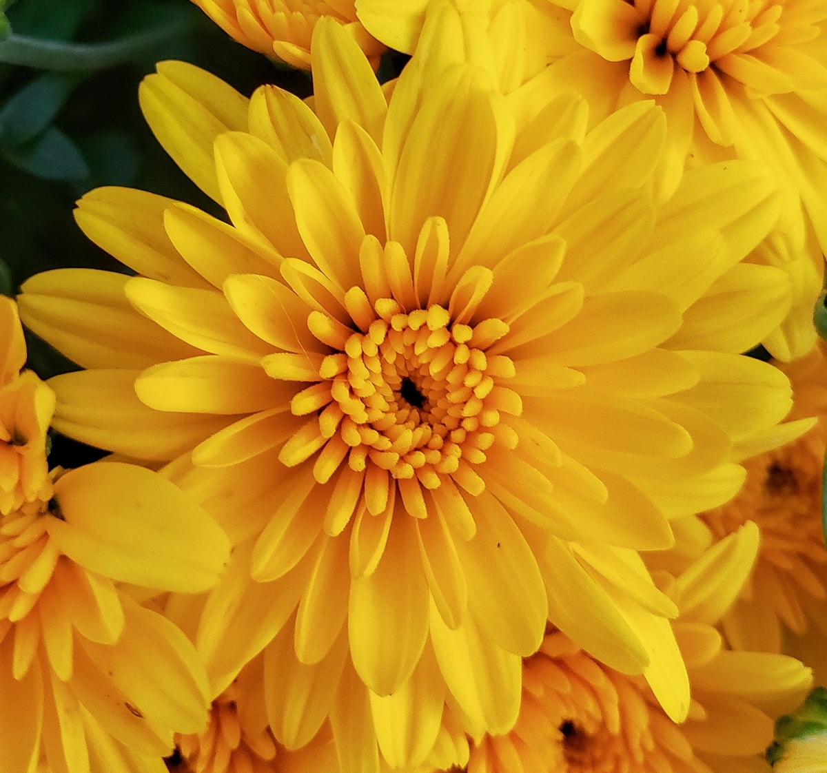 Expert Gardener 3qt Mum Various Colors