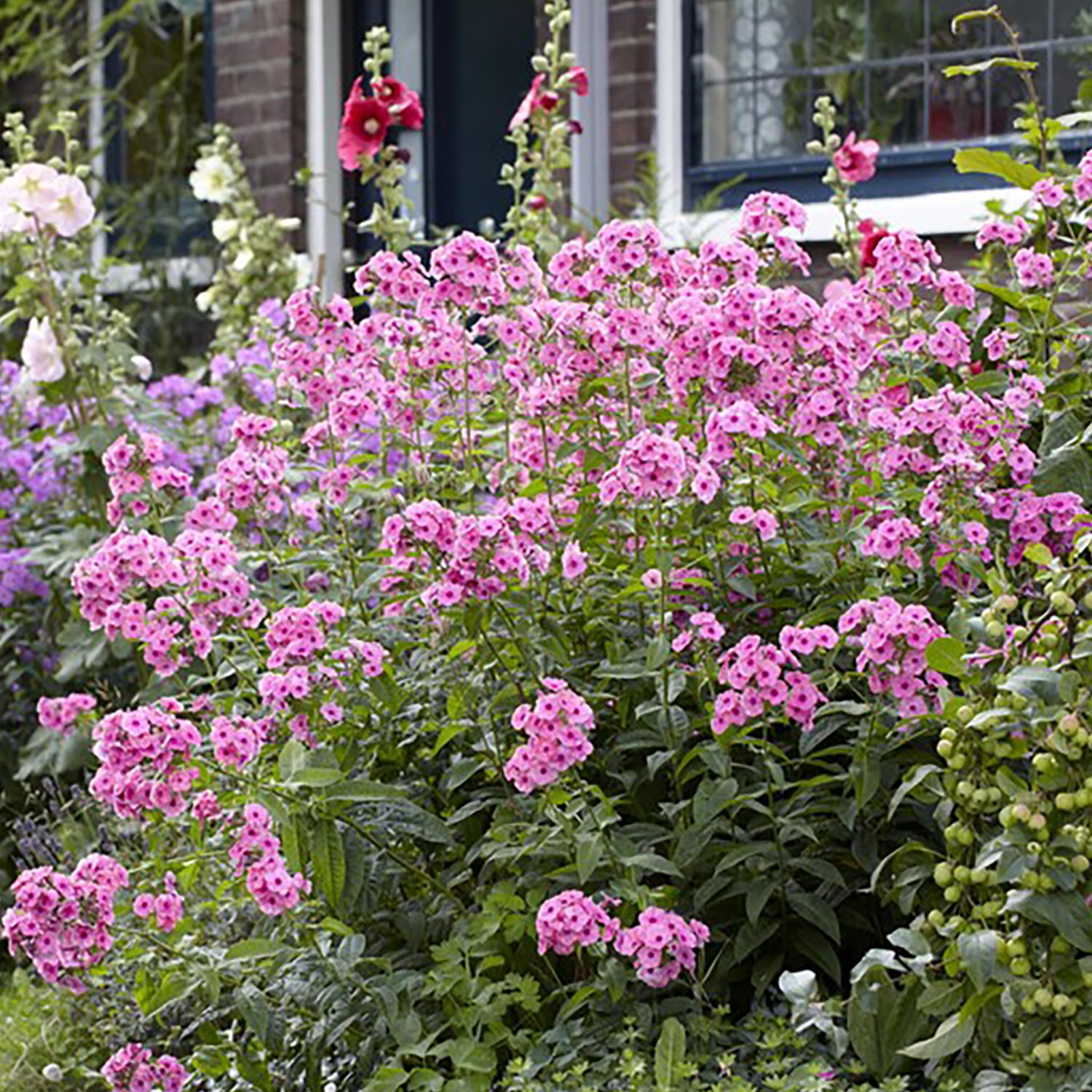 Van Zyverden Tall Phlox Paniculata Starburst Set of 5 Plant Roots Multicolor Partial Sun Perennial Pollinator 1 lb