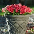 thumbnail image 6 of Altman Plants Red Petunia Flowers, 2.5 Qt. Pot, Part Shade, Flowering Live Plants, 6 of 8