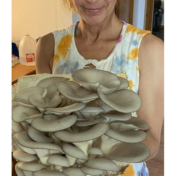 Giant Blue Oyster Mushroom Growing Kit