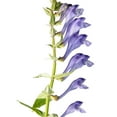 thumbnail image 4 of Skullcap Seeds - Baical Skullcap Herb Seed - 200 Seeds, 4 of 5
