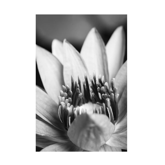 Trademark Fine Art Pictufy Studio Flower, Close Up Canvas Wall Art