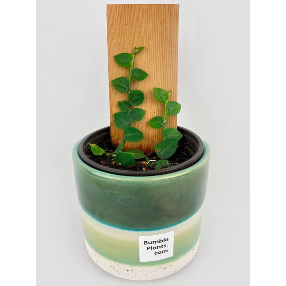 Bumble Plants Rhaphidophora Hayi - Full Live Colorful Houseplant in Nursery Pot, Easy Care, Indoor Plant for Beginners