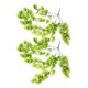 thumbnail image 5 of 2 PCS Plantas colgantes de pared artificial Decoración de pared de ratán, 5 of 6