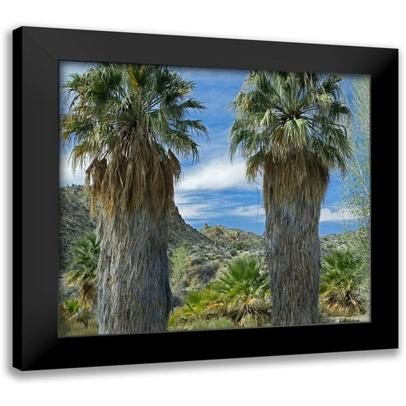 Fitzharris, Tim 13x12 Black Modern Framed Museum Art Print Titled - Cottonwood Springs-Joshua Tree National Park-California
