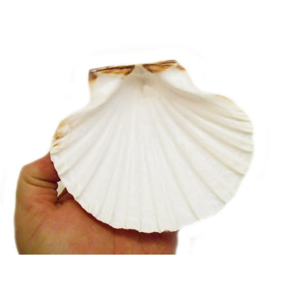 2 Extra Large Real Baking Scallop Shells (4 1/2"- 4 7/8") Restaurant Quality Beach Dining Decoupage