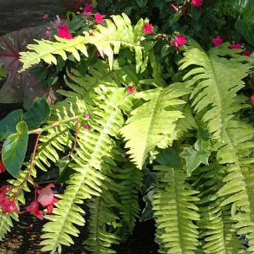 10 in. Boston Fern Hanging Basket Live Houseplant with Indirect Sunlight