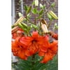 Lily Asiatic Pearl Carolina- 6 Flower Bu