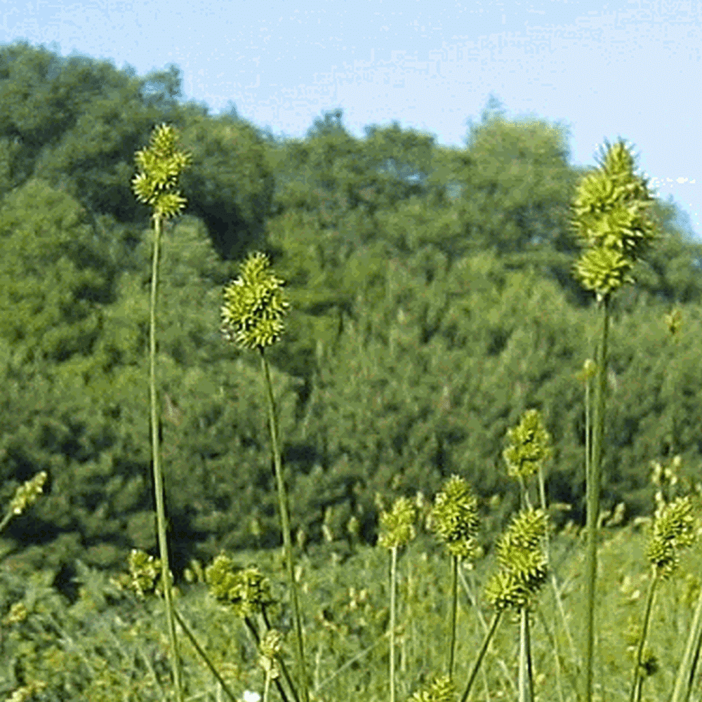 Everwilde Farms - 1 oz Spreading Oval Sedge Native Grass Seeds - Gold Vault Bulk Seed Packet