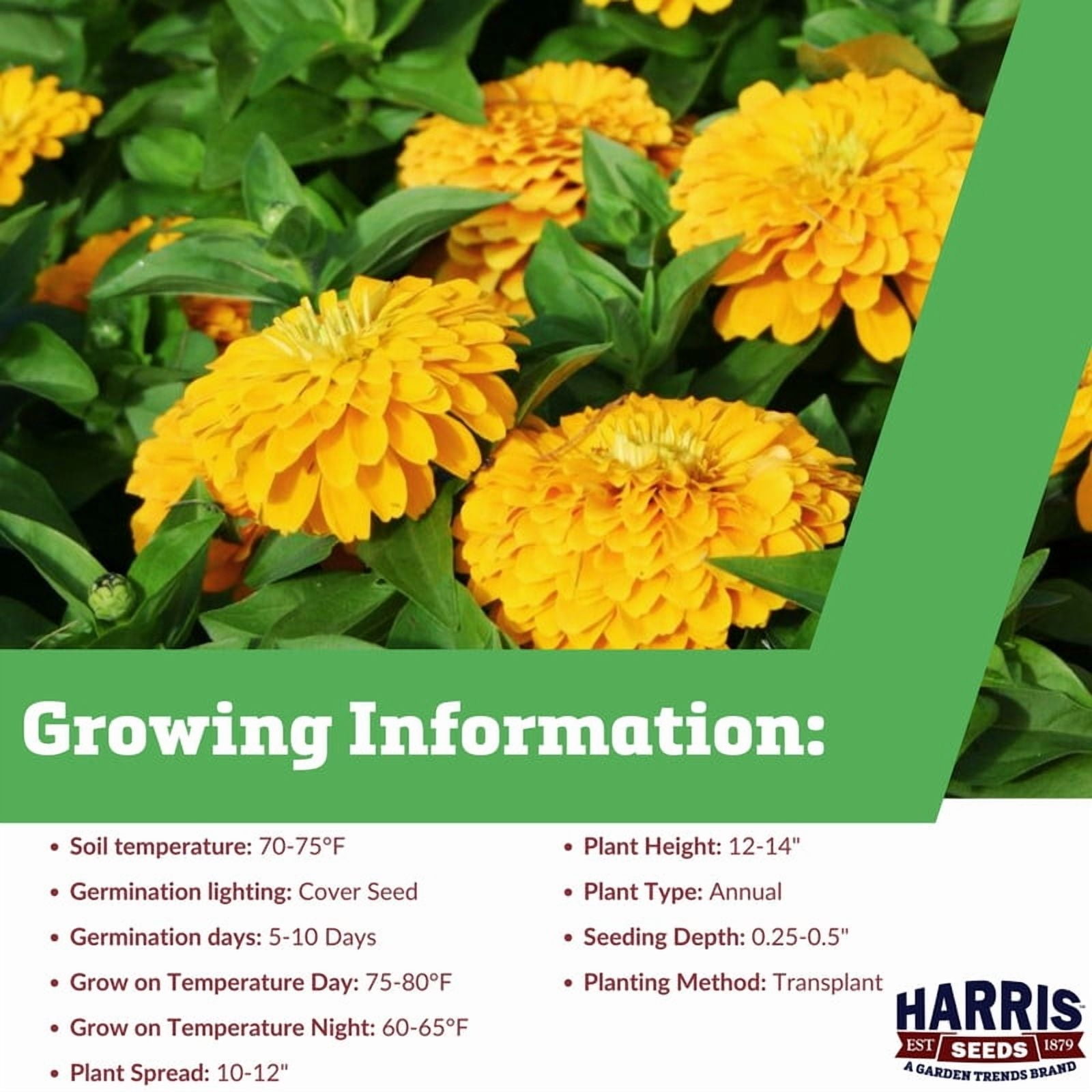 Harris Seeds - Zinnia Seeds - Magellan Yellow F1 Variety - Annual Flower - 250 Seeds