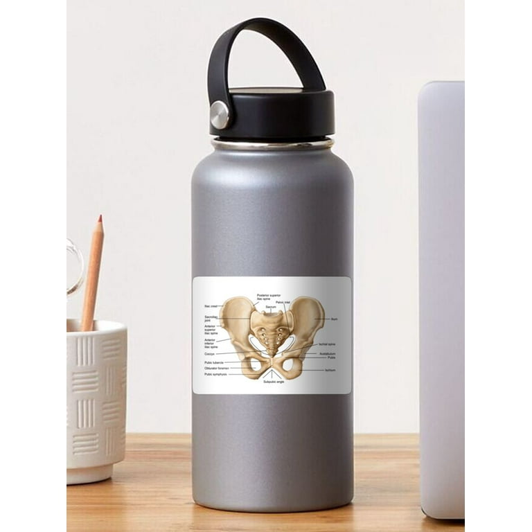 Maneki Anatomy O Human Pelvic Bone. Er, Phone Decal Water Bottle Stickers Car Decals, Funny Birthday Gift