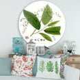 thumbnail image 2 of Designart 'Ancient Brazilian Plant I' Traditional Circle Metal Wall Art 29x29 - Disc of 29, 2 of 5