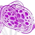 thumbnail image 6 of Vocoste Soft Silicone Glowing Aquarium Simulation Coral with Sucker Aquatic Artificial Water Plants Purple, 6 of 6