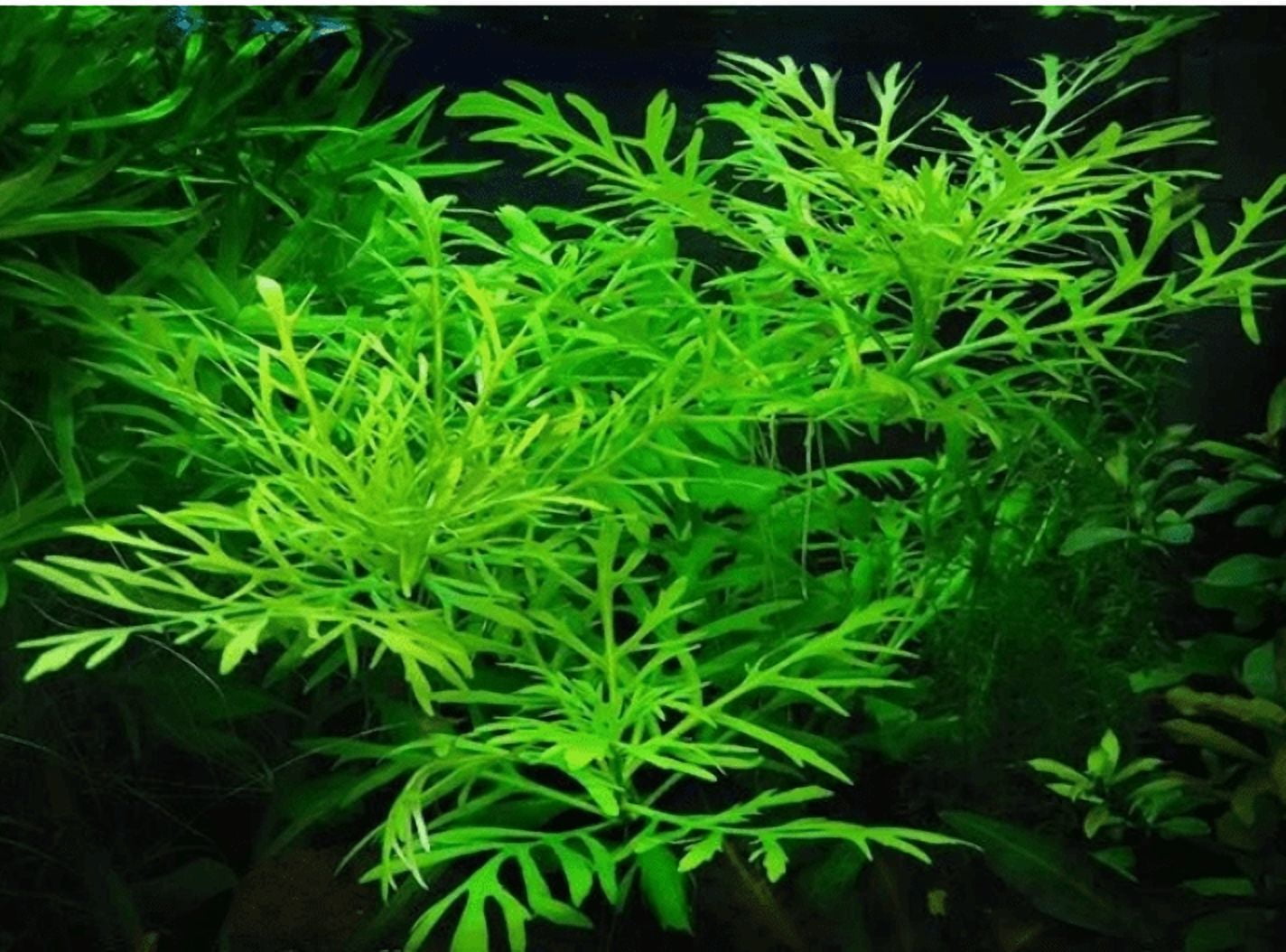 Hygrophila Difformis (Water Wisteria) – Live Aquarium Plant Bunch for Freshwater Tanks