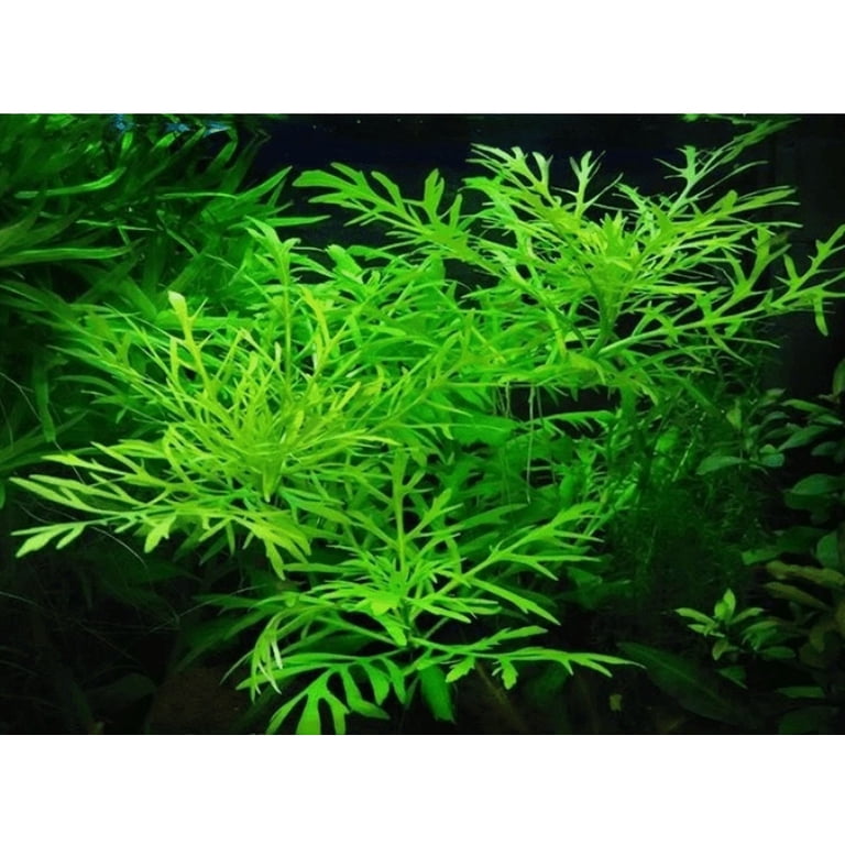 Hygrophila Difformis (Water Wisteria)  Live Aquarium Plant Bunch for  Freshwater Tanks - Walmart.com
