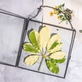 thumbnail image 3 of Marco colgante de vidrio para flores secas prensadas NCYP 20x20cm, 3 of 6