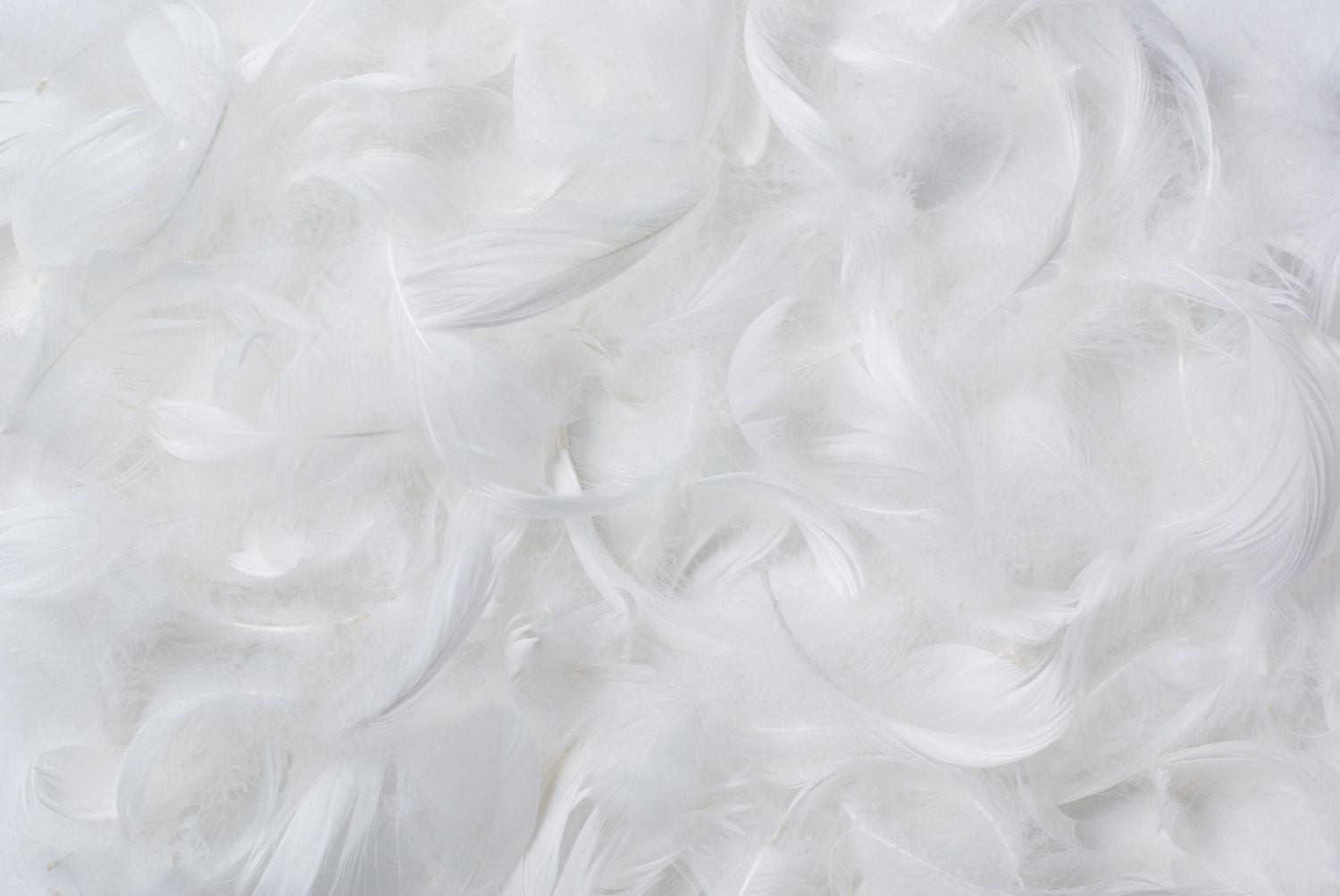 Couette Royal Elite en plumes d'oie toutes saisons