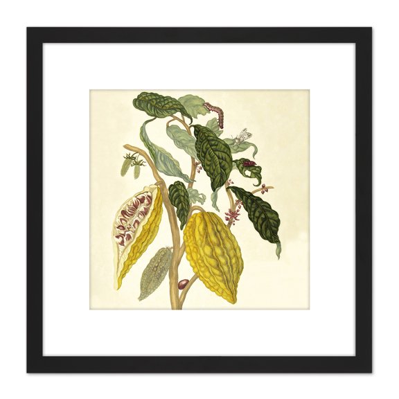 Merian Cacau Boom Plant Leaves Illustration 1705 8X8 Inch Square Wooden Framed Wall Art Print Picture with Mount