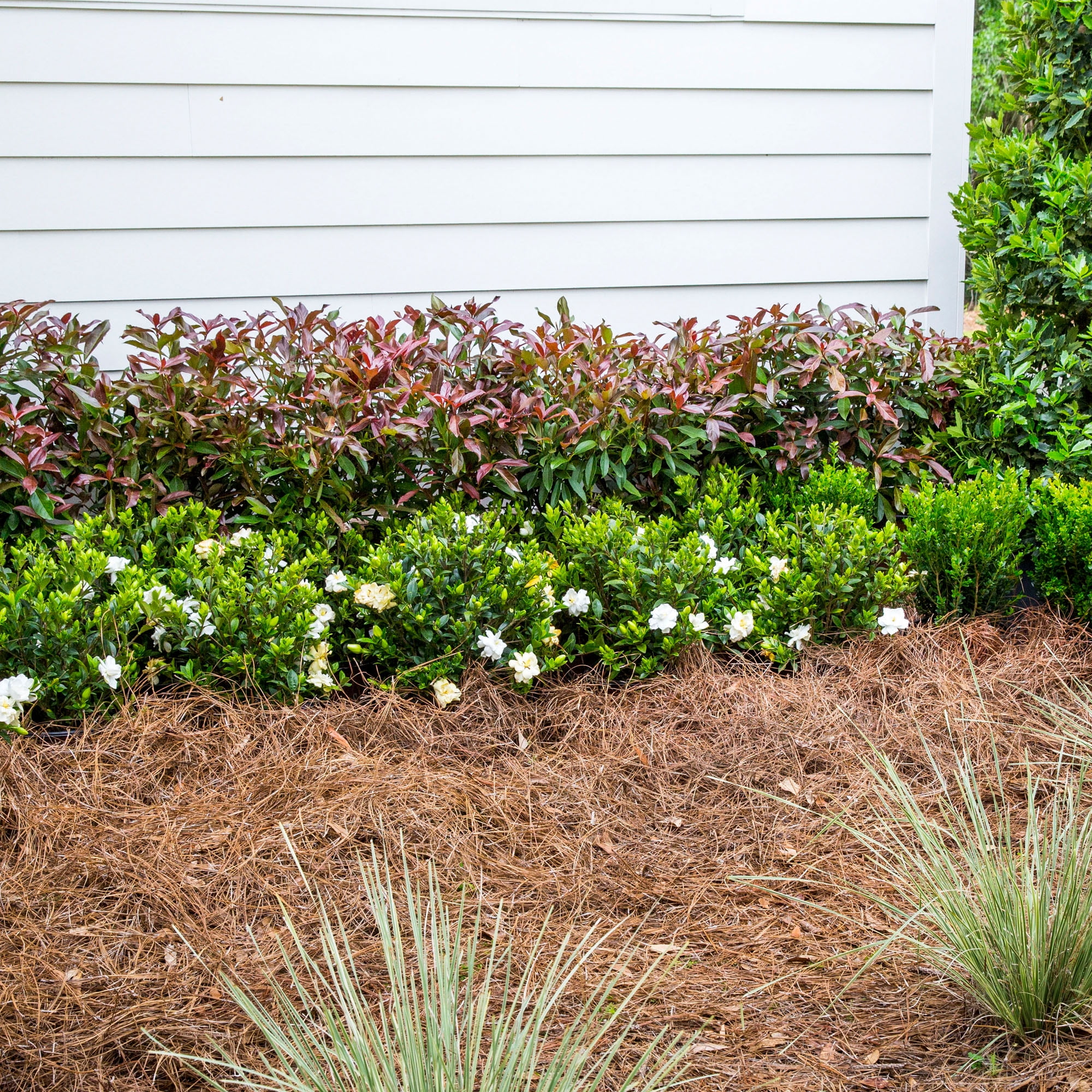 Southern Living Viburnum Copper Top Live Shrub in 2-Gallon Grower Pot