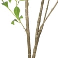 thumbnail image 4 of Noble House Hartshorn 5' x 2' Artificial Pieris Tree, Green, 4 of 7