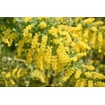 thumbnail image 3 of 10 GOLDEN MIMOSA Acacia Baileyana Yellow Wattle Tree Flower Seeds, 3 of 10