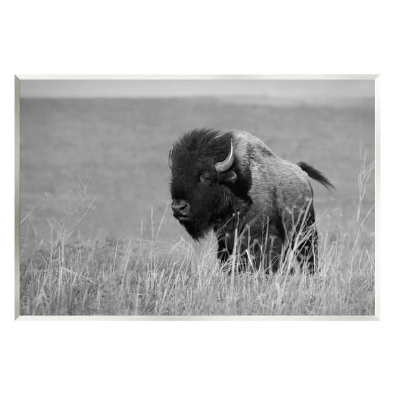 Stupell Industries Bison Grazing in Field Animals & Insects Photography Unframed Art Print Wall Art, 15 x 10