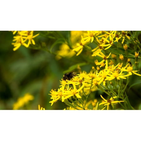 LAMINATED POSTER Bee Plant Pollen Honey Flower Insect Yellow Poster Print 11 x