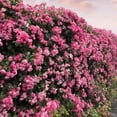 thumbnail image 1 of Climbing Rose Seeds for Planting Outdoors, Mixed Climbing Vine Rose Flower Seeds for All Seasons (A,300PC), 1 of 10