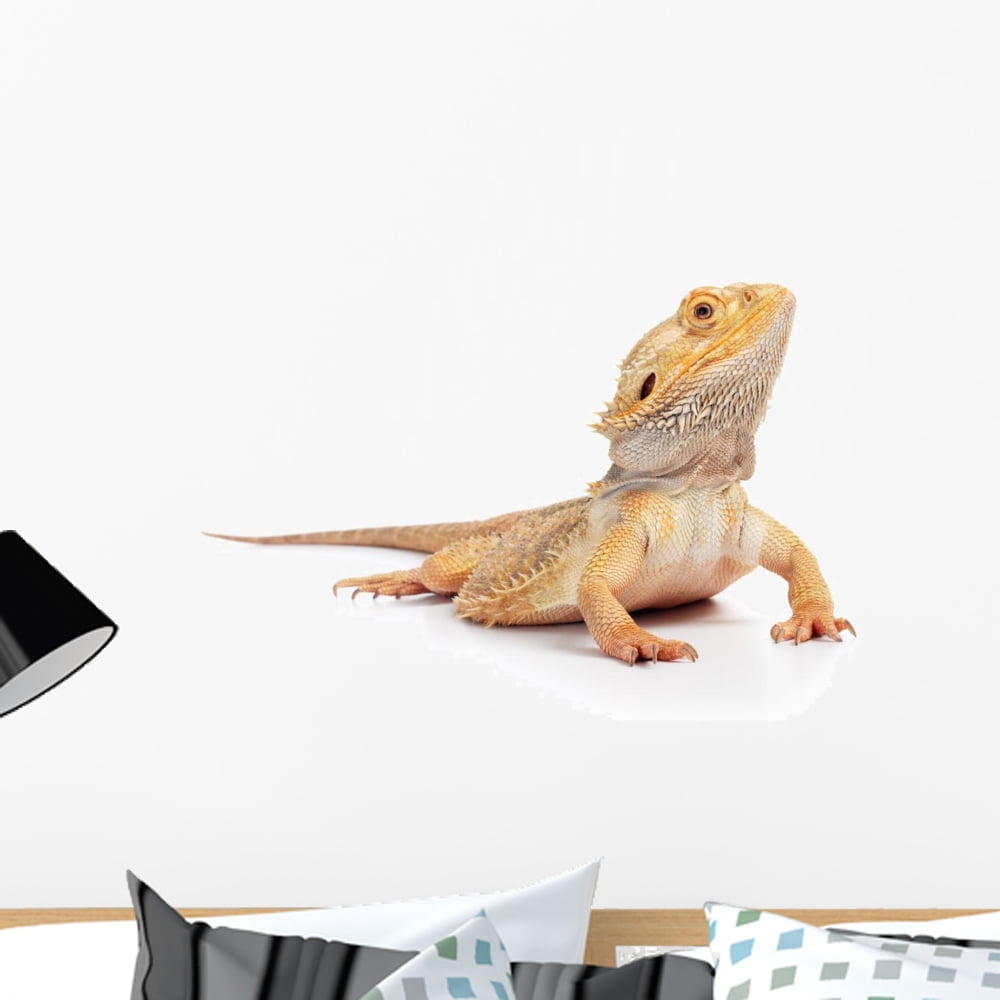 Bearded Dragon Wall Decal by Wallmonkeys Peel and Stick Graphic (24 in