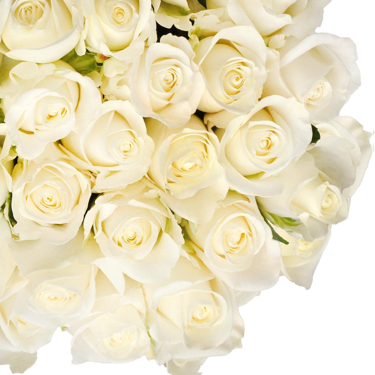 Fresh Cut White Roses, 20", Pack of 100 by InBloom Group