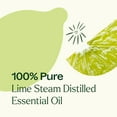 thumbnail image 5 of Plant Therapy Essential Oils Lime Steam Distilled 10 mL (1/3 oz) 100% Pure, Natural Aromatherapy, 5 of 8
