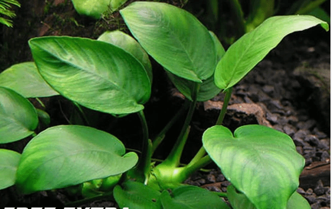 Anubias Barteri Round Leaf – Live Aquarium Plant for Freshwater Fish Tanks