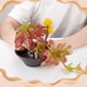 thumbnail image 3 of Jarrón de cerámica negro con forma de cuenco, soporte floral, maceta de cerámica redonda para Ikebana Kenzan, flor de rana para arreglos florales., 3 of 6