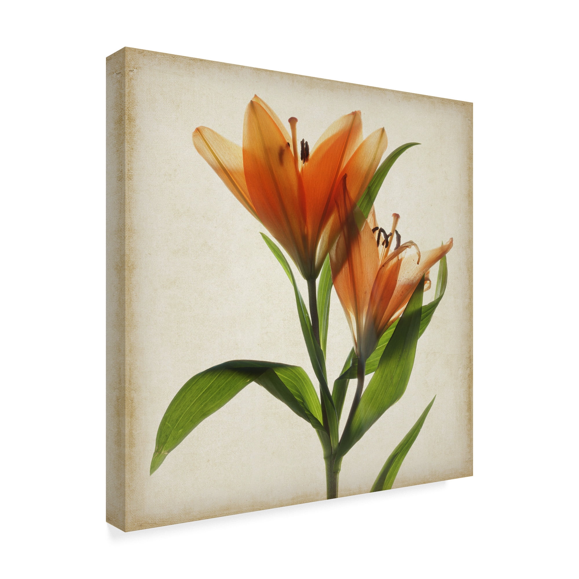 Trademark Fine Art 'Parchment Flowers X' Canvas Art by Judy Stalus