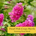 thumbnail image 2 of 2 Dwarf Pink Crepe Myrtles | Live Plants in 2.5-inch Nursery Cubes | Drought-Tolerant Deciduous Shrubs and Trees | Stunning Pink Blooms for Outdoor Home & Garden Landscaping, 2 of 10