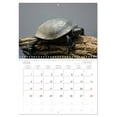 thumbnail image 6 of The life of the turtle (Monthly Wall Calendar 2026 11.7 x 16.5 (open)), CALVENDO 14 Month Calendar, 6 of 9