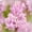 B, variant on Tuberose, Low Maintenance - Easy Grow - Ideal for Beds Borders, Plant Pots & Planters