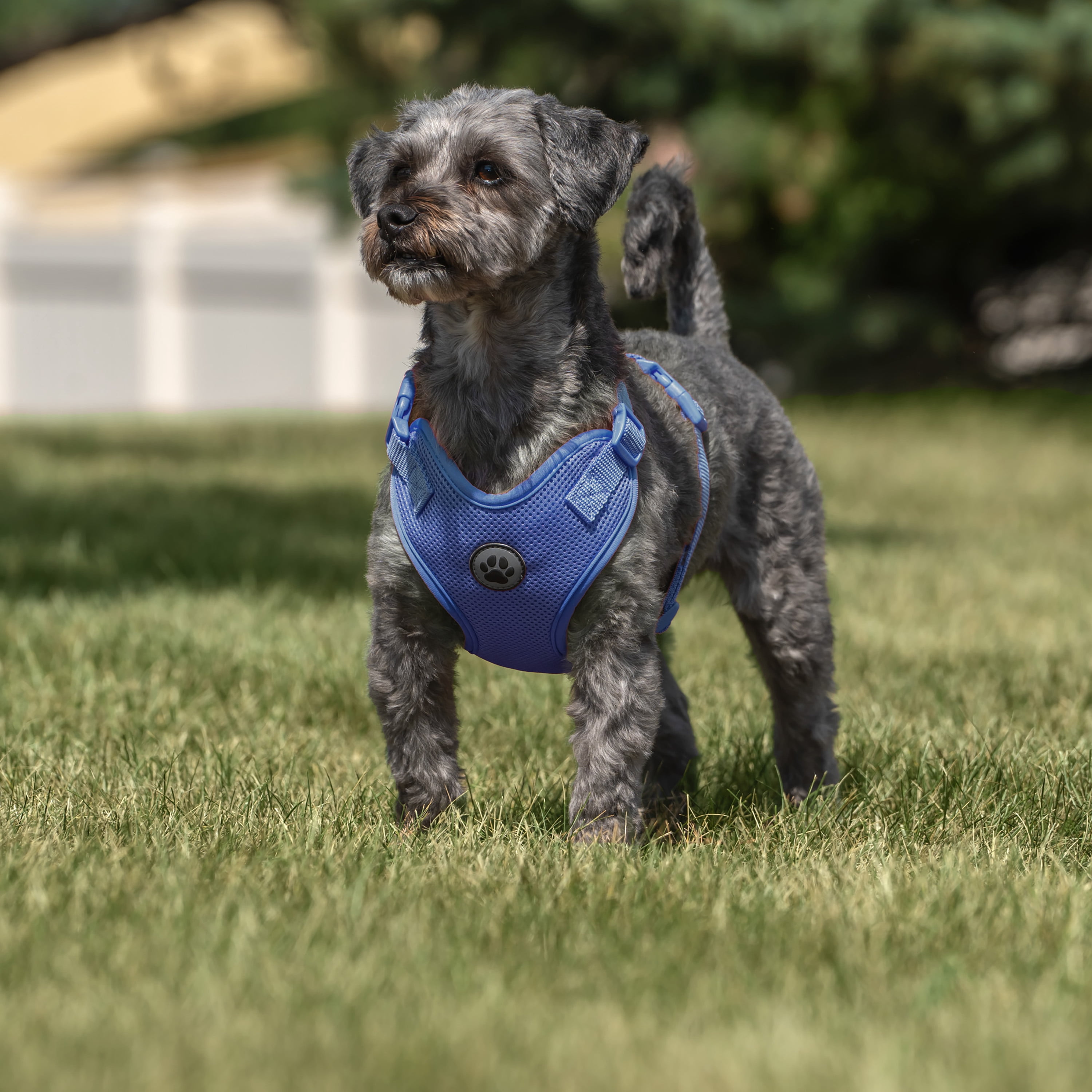 Vibrant Life Polyester Mesh Adjustable and Reflective Dog Walking Harness, Blue, S