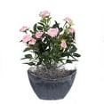 thumbnail image 1 of Vickerman 13.5" Rose Clair Mini Diamant Rosier dans un Récipient Ovale en Plastique Dur, 1 of 1