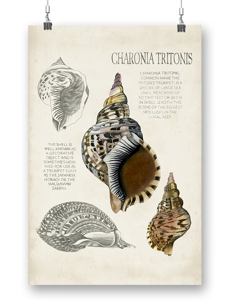 Seashell Field Notes I Poster - Naomi McCavitt Designs, - Walmart.com