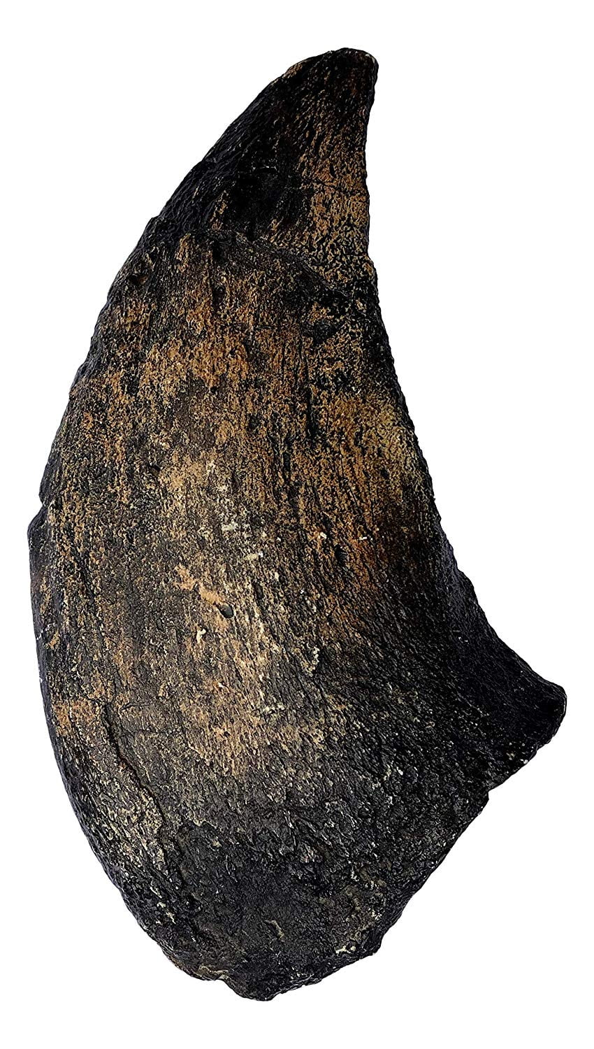 camarasaurus fossil
