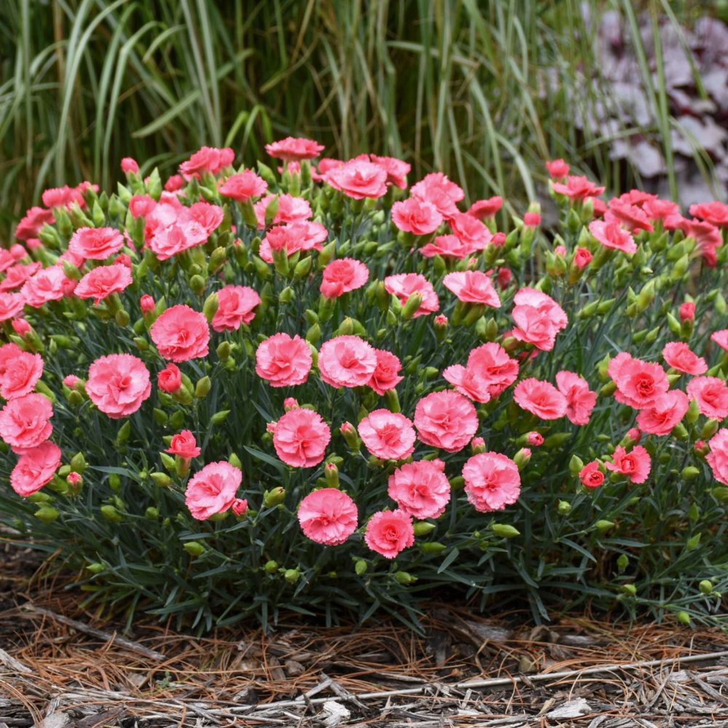 Proven Winners 6" Pink Fruit Punch 'Classic Coral' Pinks Live Plant in 6.5" Pot