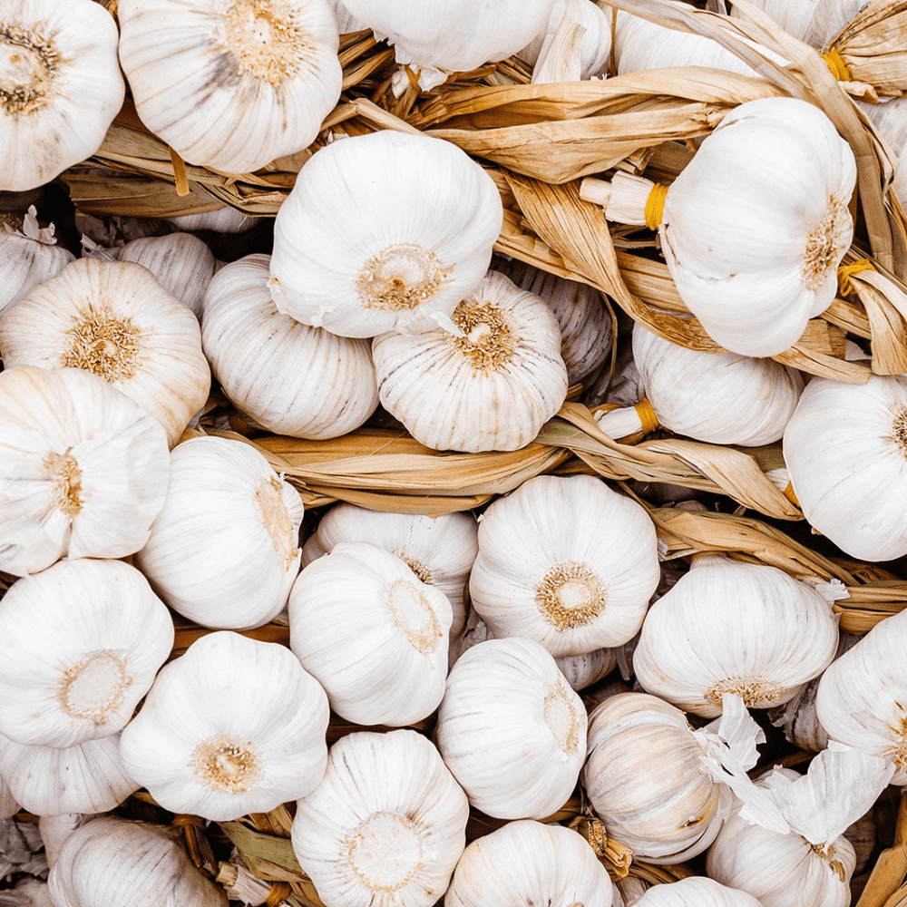 Pack 4 White Softneck Garlic Bulbs, Garlic Bulbs for Fall Planting in Garden or Container