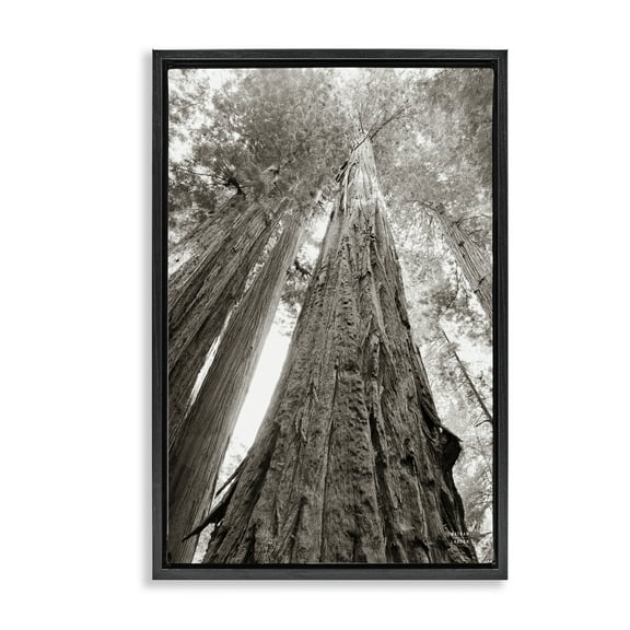 Stupell Industries Ancient Redwood Forest Landscape & Nature Photography Black Floater Framed Canvas Art Print Wall Art, 17 x 25