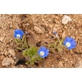 thumbnail image 5 of 25 BLUE CHILEAN BELLFLOWER Nolana Paradoxa Succulent Ground Cover Flower Seeds, 5 of 5
