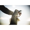 thumbnail image 7 of Berkley Trilene® Big Game™ Monofilament Fishing Line, Steel Blue, 10 lb Test Strength, 1500 yd, 7 of 7