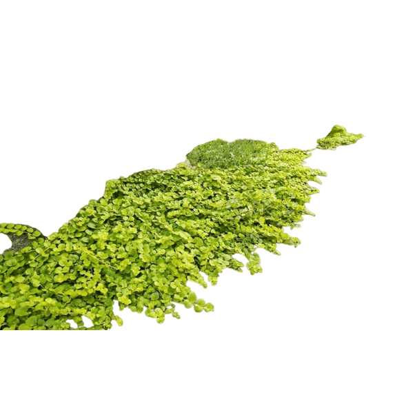 Creeping Jenny Plant – Low-Growing Ground Cover with Bright Green Foliage for Gardens