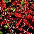 thumbnail image 2 of Red Sprite Winterberrry - Ilex verticillata 'Red Sprite', 2 of 2