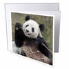 3dRose China, Wolong, Giant panda bear eating bamboo - AS07 AGA0009 - Alice Garland, Greeting Cards, 6 x 6 inches, set of 12